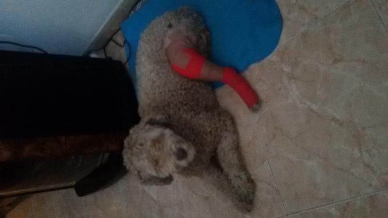 Nombre:  20160303_180052.jpg
Visitas: 548
Tama�o: 29.9 KB