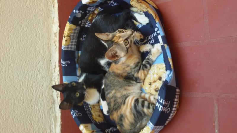 Nombre:  20170809_184638.jpg
Visitas: 307
Tama�o: 50.6 KB