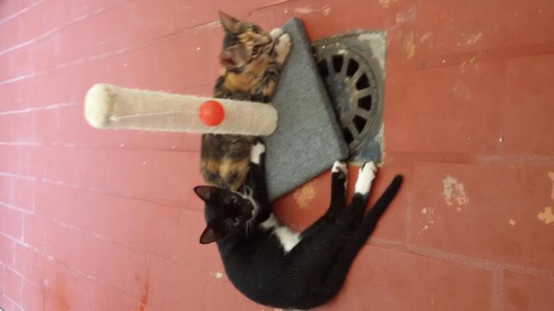 Nombre:  20170807_135752-1.jpg
Visitas: 237
Tama�o: 29.4 KB