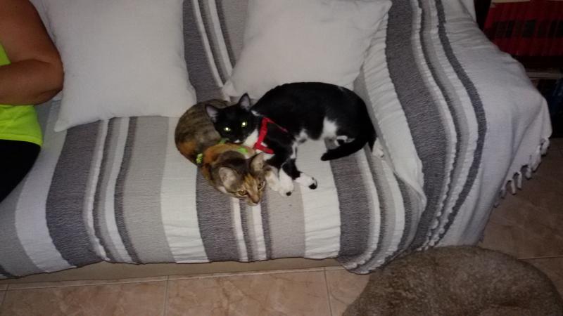 Nombre:  20171020_195102.jpg
Visitas: 211
Tama�o: 42.1 KB