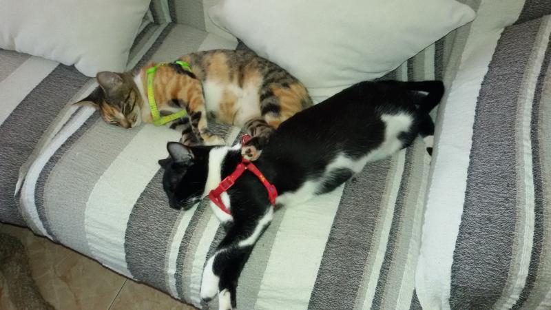 Nombre:  20171019_164043 (0).jpg
Visitas: 279
Tama�o: 58.2 KB