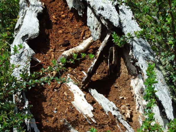 Copia de 2007 1220argentina20501

Desgaste en Bahia O,neill, uno de los lugares mas frios del globo