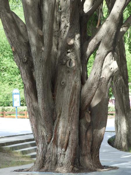 2007 1220argentina20545

Es un Canelo, arbol patagonico, este esta en el centro de El Calafate