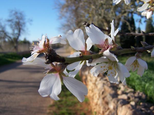 Almendro en flor.
