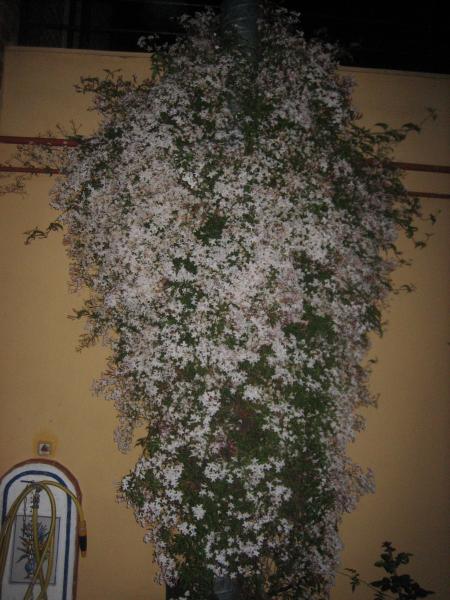 El jazmin, �que pena no poder percibir el aroma!