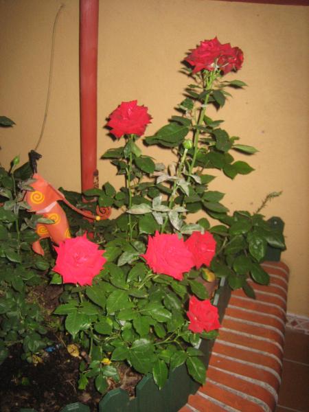 Un rosal a la entrada de casa