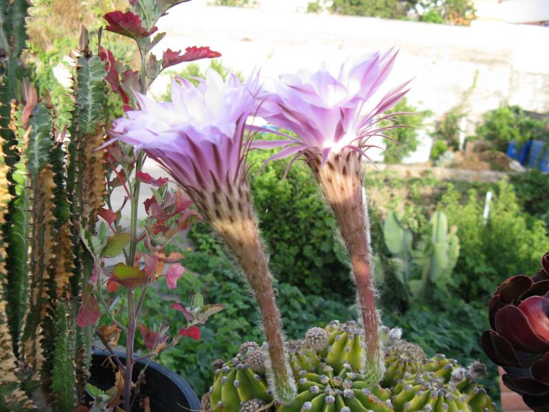 Nombre:  IMG_0070.jpg
Visitas: 281
Tama�o: 86.9 KB